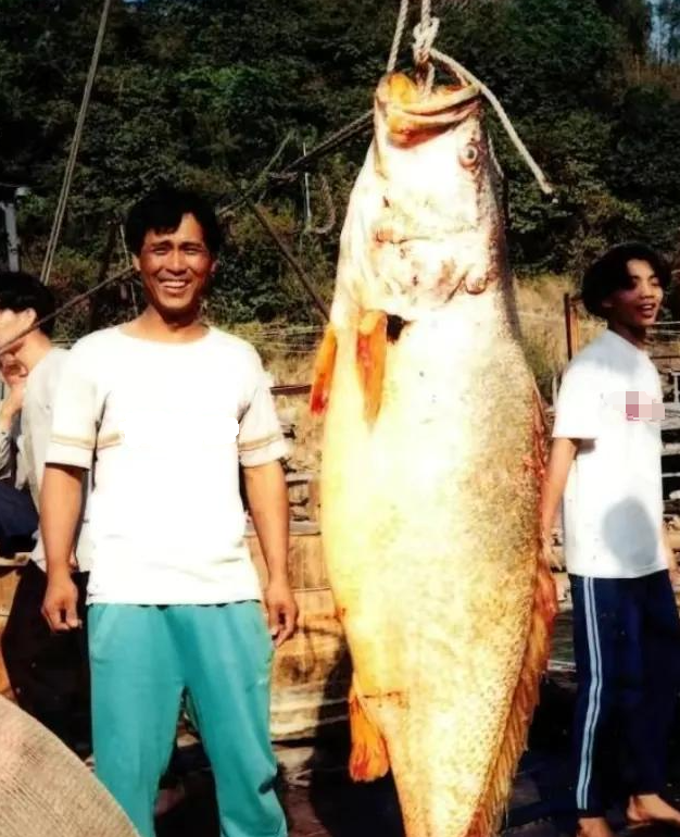 鳘鱼胶的价格1800一斤 鲮鱼胶多少钱一斤