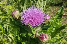 这种野草长有毛刺会蜇人，却是治疗胃溃疡的良药，还有降血糖作用图片