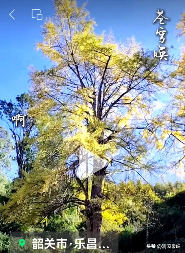 九峰大廊古银杏：岁月长青里的绿美乡愁