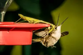 “中华神虫”入侵美国大杀特杀？捕食太多鸟，差点灭绝多种植物？图片