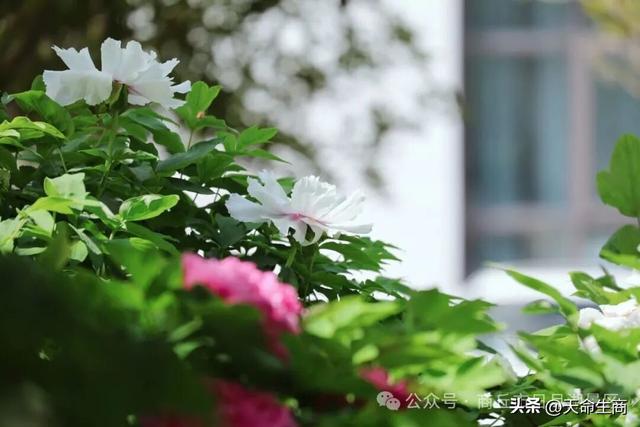 商丘市日月湖景区牡丹花开