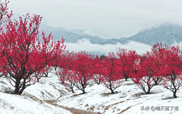 “凝是仙境降人间”，这句诗用在近日的西安，再贴切不过。