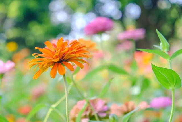 邂逅秋日烂漫：丰泽这片花海美丽绽放，就藏在……