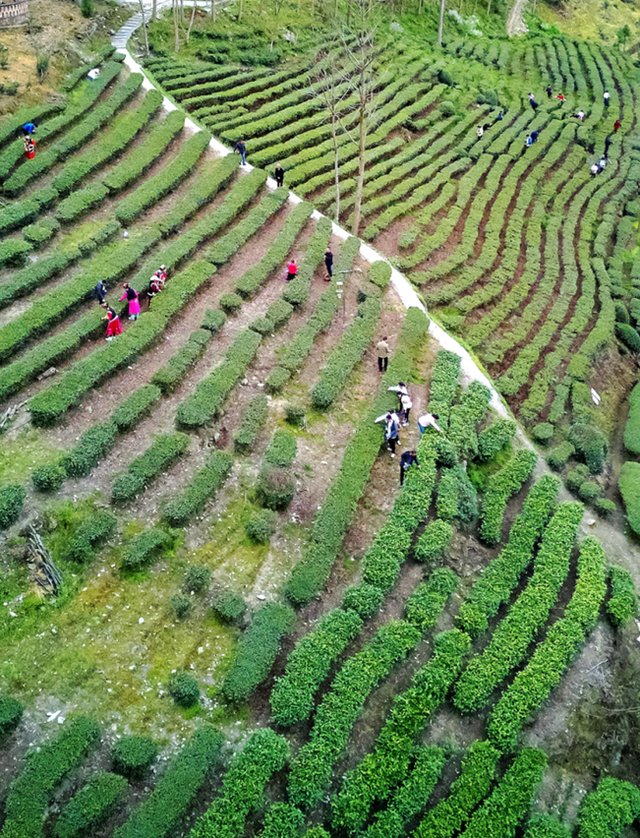 青睐绵阳 || 这个春天，来平武赴一场Color Walk