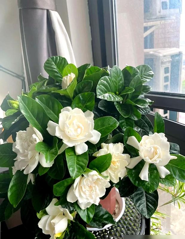 阴花不能进阳宅，家里若有这5种花，请赶紧“搬出去”！