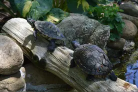 悄悄告诉你，乌龟的小秘密：爱阳光还是爱黑暗？图片