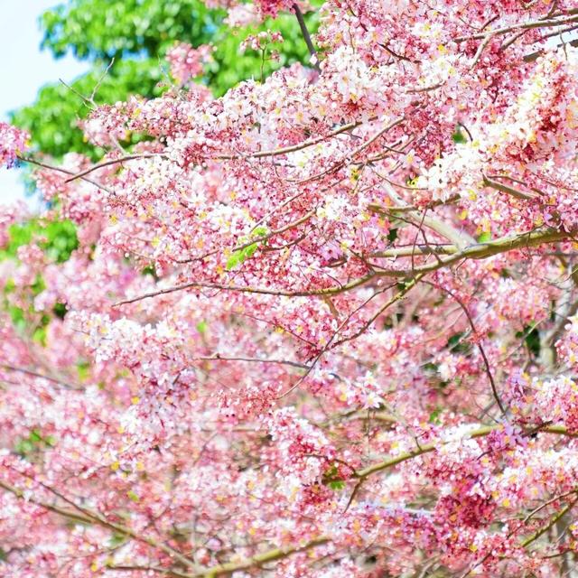 石屏的神黄豆花开了~