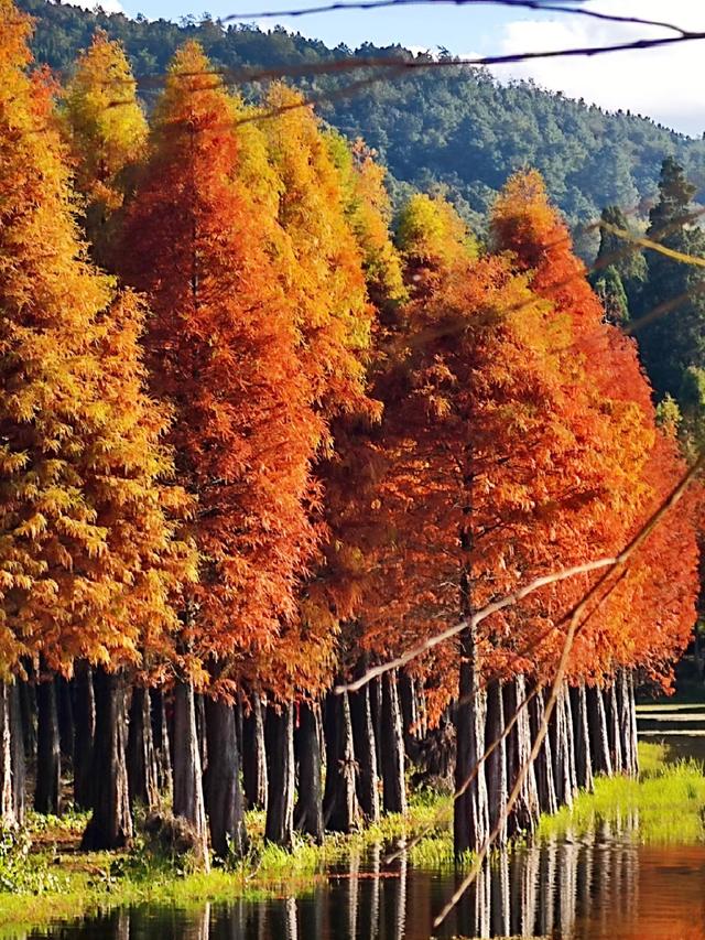 不用去远方，三家村水库水杉红了，一半湖水一半红林太出片了