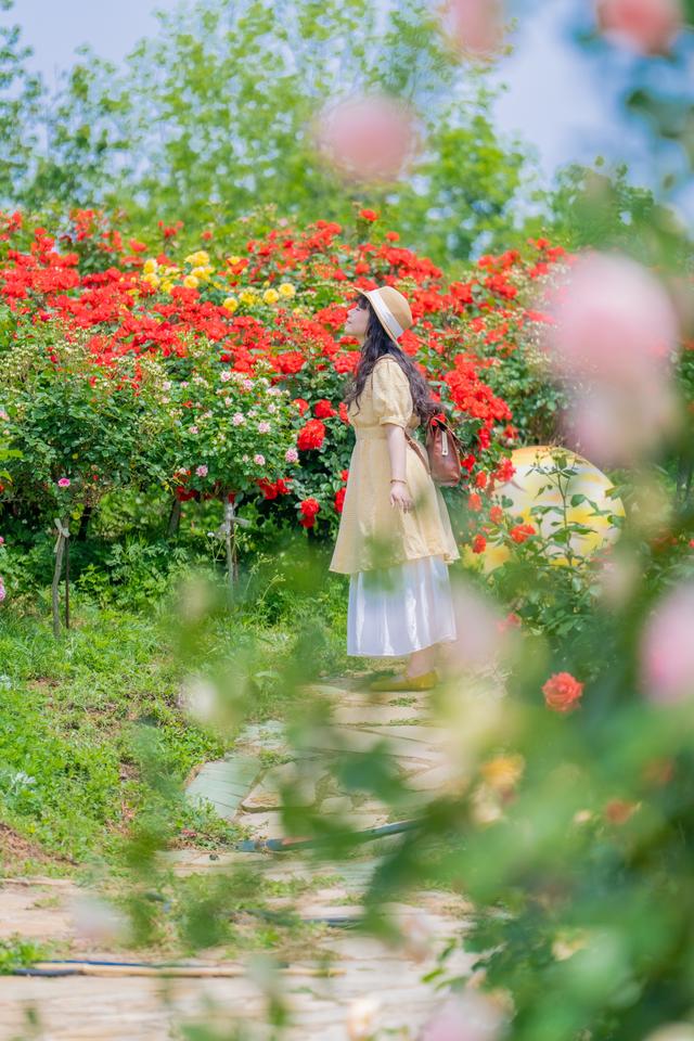 花不醉人人自醉，闯入千亩玫瑰海，醉倒在五月的香气里