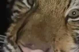 女子半夜醒来，床前赫然出现一只老虎的大头，这个，还真不是玩具图片