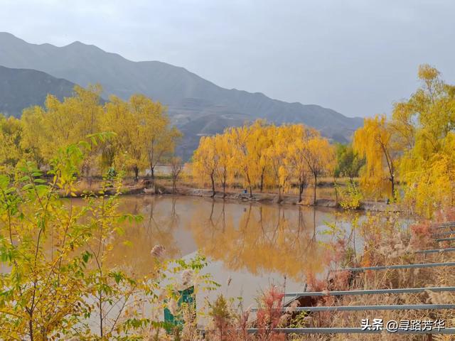 秋日行走在刘家峡的田野，竟有点点意外的收获