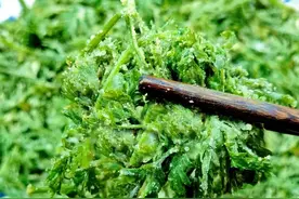 它是天然植物“补钙之王”，含钙量比牛奶高3倍，营养价值很高！图片