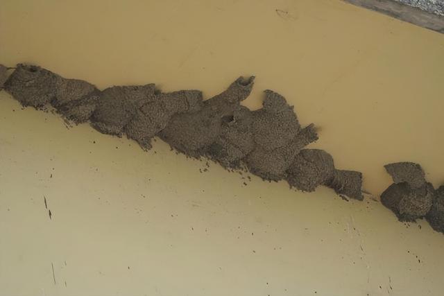 东北网友拍下大量燕子滞留，目击者：死了很多，已经飞不走了……