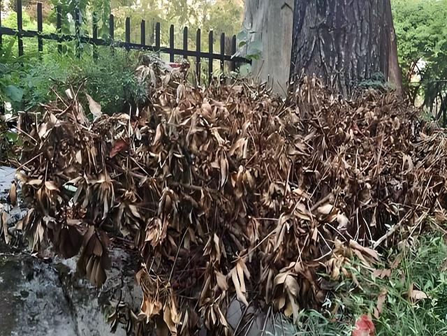 终于有专家说实话了！买了一楼带院的房子，为什么都开始后悔？