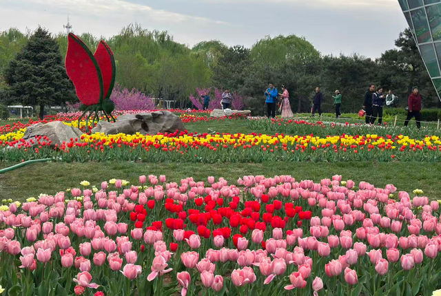 就在石家庄！30万株郁金香进入盛花期