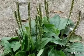 踏青挖野菜，31种野菜图鉴，看看都认识不图片