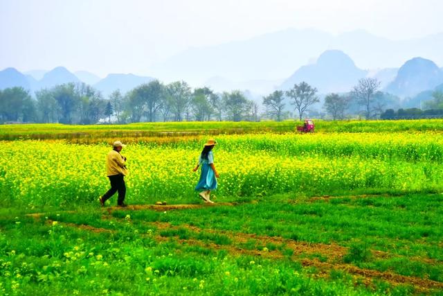 桂林：万亩油菜花绘就绝美的田园画卷！