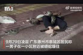 广东一男子喝醉后与蟒蛇缠斗：男子喝醉后逗蟒蛇被缠 未受伤图片