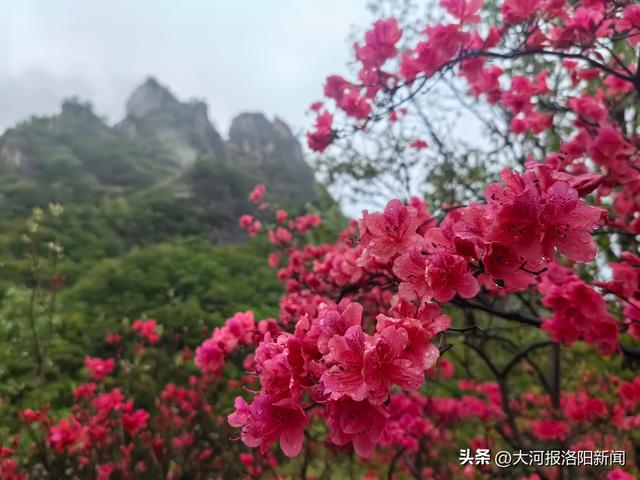 藏不住了！河南汝阳10万亩野生杜鹃花海迎盛花期