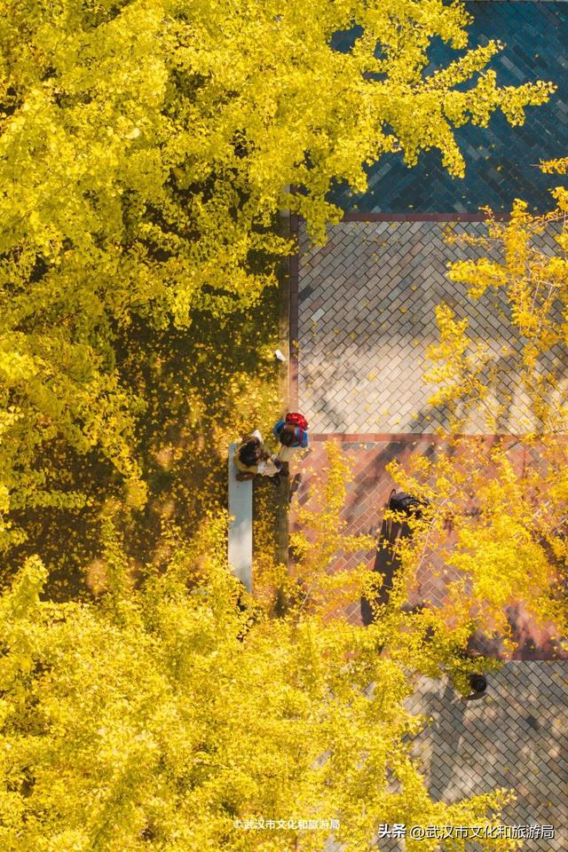 限时绝美！武汉街头颜值巅峰，地铁直达