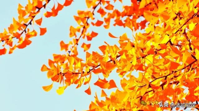 诸城秋浓，如诗如画！