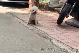 双腿残疾的泰迪被主人狠心抛弃，被多次驱赶，看着令人无比心疼。图片