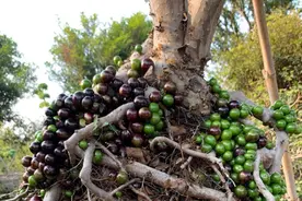 如何让嘉宝果花多，果实又大又甜？教你4个催花保、果养护技巧图片