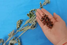 艾草搭配花椒，这妙用真是厉害，解决不少人的烦恼，早知早好图片