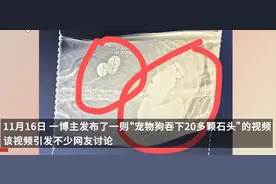 狗主人回应宠物狗误食20多颗石头：已拉出十多颗，它还曾吃过水银温度计图片