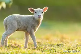 羊下奶后多久生小羊？答案可能出乎你的意料！图片