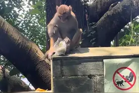 事发广东！一小女孩遭猴子袭击，“被拽住胳膊咬，很深的牙印”图片
