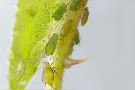 杀虫配方大揭秘：在家自制，轻松守护蔬菜地，虫眼不再见！图片