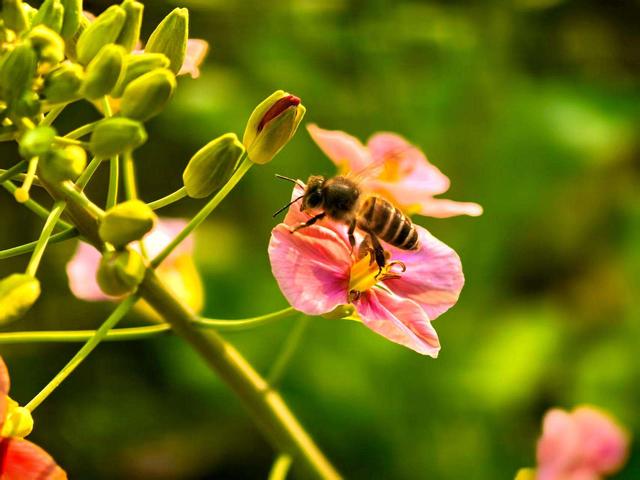 恩施建始：花间漫步寻春色 陌上踏青拾野趣