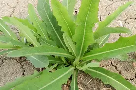 农村见到这种野菜切记只摘叶子，不要拔根，价值很珍贵图片