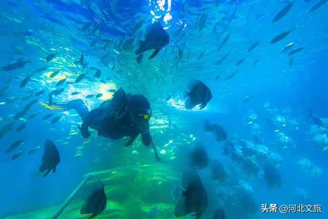 在保定，体验真实版“疯狂动物城”！