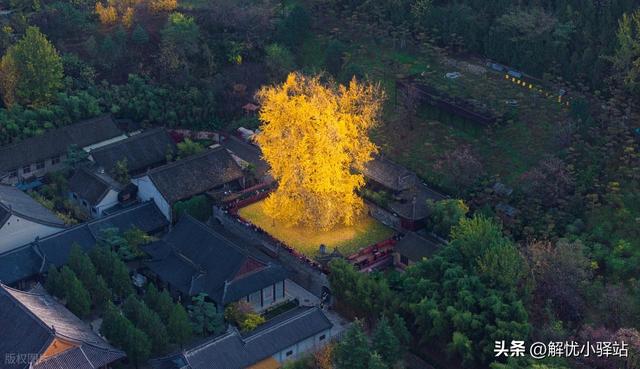 终南禅韵 金色千年！古观音禅寺银杏迎最佳观赏期