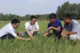 加强田间管理 及时改种补种 咸宁加快汛后农业生产恢复图片