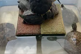 乌龟多久喂一次合适？图片