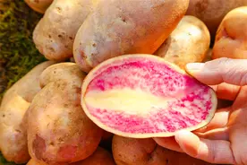 中国哪的土豆最好吃？经评选，这5个地方的品质更高，有你家乡吗图片