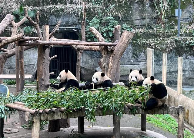 重庆动物园，不止25元的快乐！一部穿越60年的童年回忆录