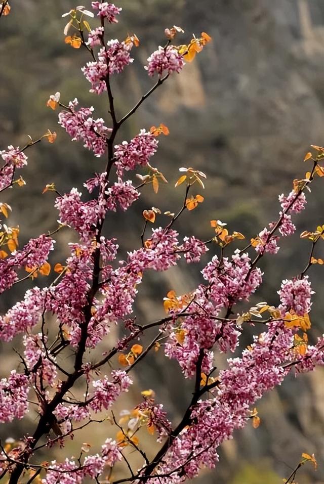 实况直击｜唐家河紫荆盛花期已至 花海打卡拍照直接封神