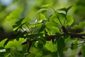 当春天的色彩融入下午茶，这些“绿色味道”你吃过几种？图片