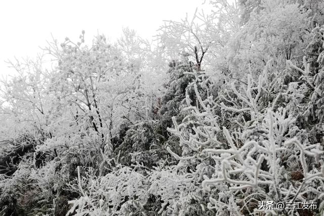 寒潮“炫技”成功！三江这地方浪漫值拉满