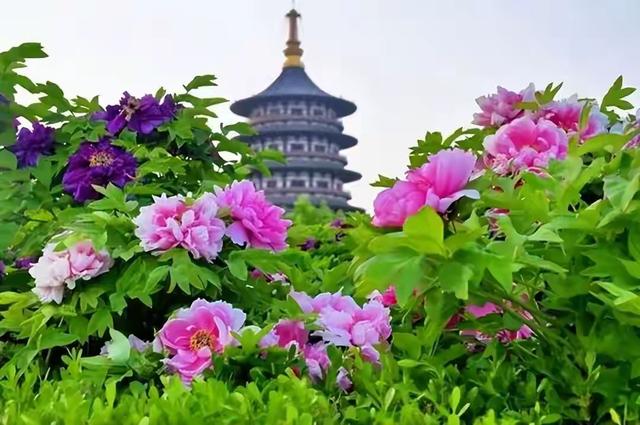 第43届中国洛阳牡丹文化节今日盛大启幕古都芳华绽放文旅新篇