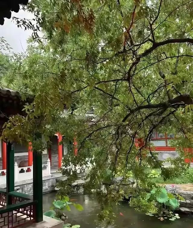 李湘在平台晒自家北京小院，大到让网友以为是景区，真的太有钱了
