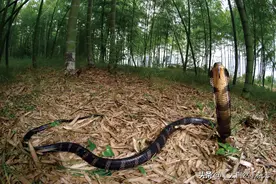 “口味”独特的蛇类美食家图片