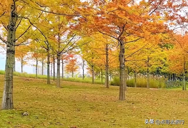 成都最美的枫叶公园，已惊艳上线，都不要门票，地铁公交车直达！