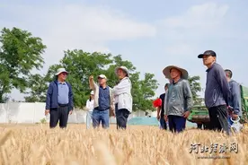 河北年中经济观察丨粮仓满 果蔬丰 协同进图片