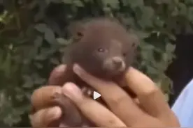 安徽市民路边发现二级保护动物貉幼崽图片