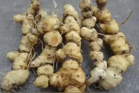 黄精又名老虎姜，仙人余粮，根部价值珍贵，常用来泡酒煲汤图片